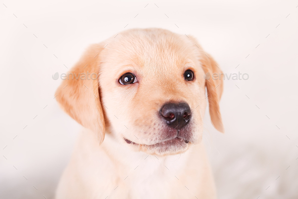 Golden beagle clearance mix puppies